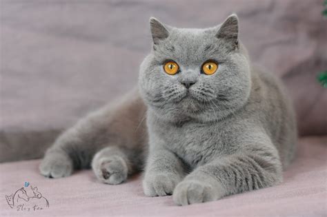 levage british shorthair metz|Élevages chat British Shorthair, Grand Est 